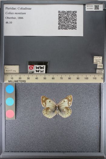 Media type: image;   Entomology 193857